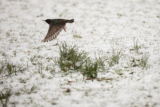 Orų prognozės: kada sulauksime pirmojo sniego?