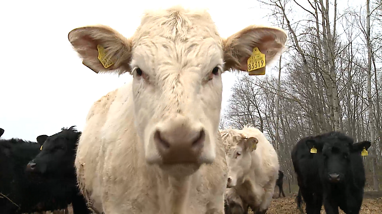Gyventi kaime gera. Angusų ūkis ir patarimai, padėsiantys išsirinkti geriausius sodinukus