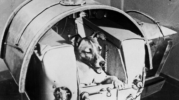 Eksperimentų aukos, bėgantys sprogmenys ar kosmonautai – gyvūnų kelias iki žmogaus humaniškumo