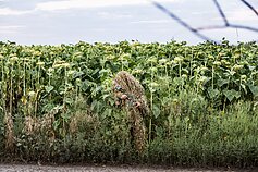 Artūras Morozovas, „Ukrainos karys Andrejus dėvi maskuojamąjį kostiumą „kikimorą“ prieš leisdamasis į žvalgybos misiją netoli Gorlivkos gyvenvietės Rytų Ukrainoje“, 2015 m. rugpjūtis. 