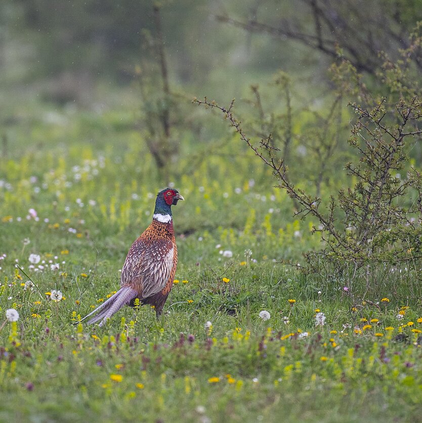 S.Paltanavičius, Serbijos fazanas