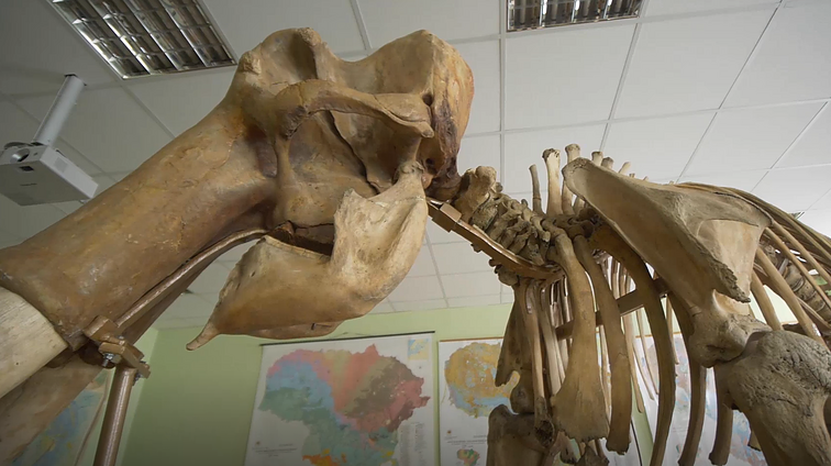 Mamutų skeletų liekanų galima rasti ir Lietuvoje: įtariama, kad Šnipiškių vietoje buvo mamutų kapavietė