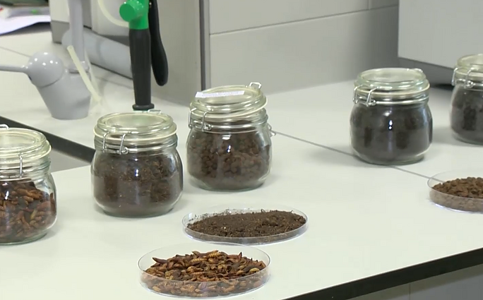 VDU mokslininkai rado išeitį tvarkyti maisto atliekoms: verčia į komposto granules