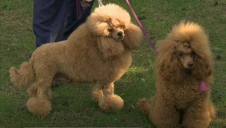 Susipažinkite su nykštukiniais pudeliais: nors reikalauja daug priežiūros, tačiau dresuoti – lengva