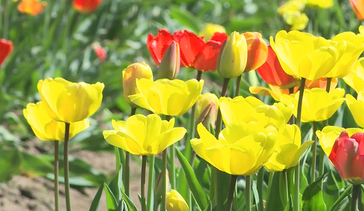 Burbiškio dvare pražydo beveik pusmilijonis tulpių: lankytojus vilioja itin retos tulpių rūšys
