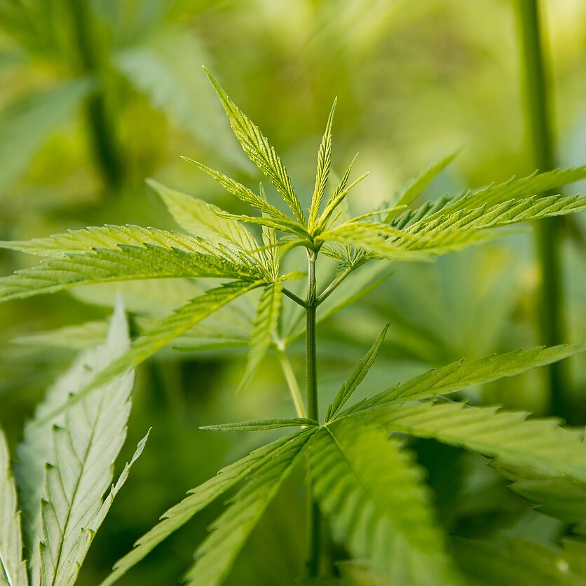 D. Umbraso  / LRT nuotr., LRT Aktualijų studija. Narkotikų dekriminalizavimo pinklės – kokias baudas nustatyti? 