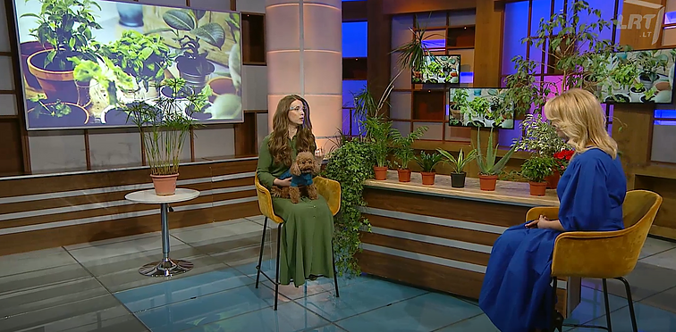 Klauskite daktaro. Visa tiesa apie vaistus nuo skausmo ir saulės akinius bei kokią naudą mums teikia kambariniai augalai?