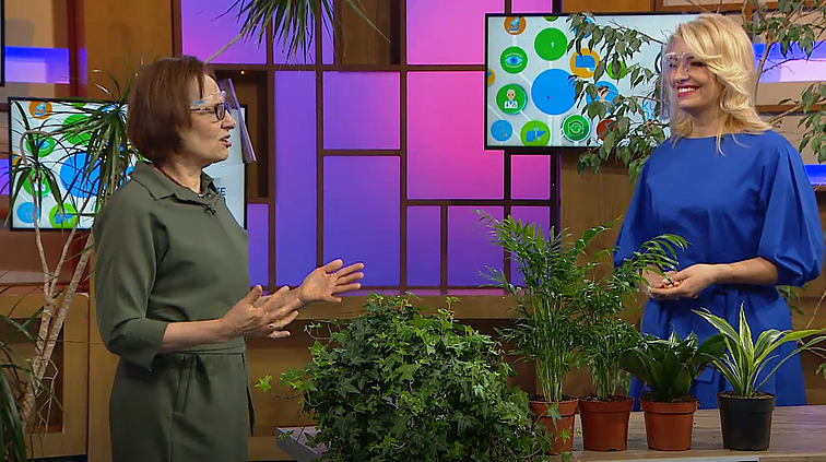 Kambariniai augalai ne tik valo orą: dėl savo naudos net lydi astronautus į kosmosą