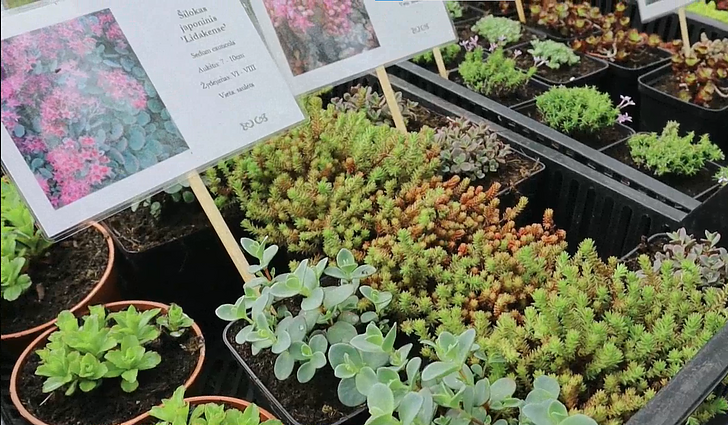 Atsinaujinkite savo gėlynus: specialistės pastebi, kad lietuviai pasitiki laiko patikrintomis augalų veislėmis