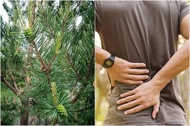 Klauskite daktaro. Pušų nauda žmogaus organizmui ir patarimai, padėsiantys saugiai gydyti skaudančią nugarą
