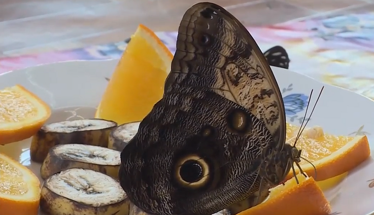 Labas rytas, Lietuva I d. Egzotinių drugelių sezonas: Akmenės rajono muziejuje jų plazda daugiau nei 100