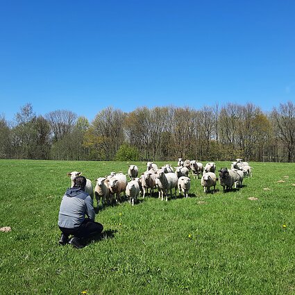 Gimtoji žemė. Avių auginimas – malonumas ir aplinkiniams