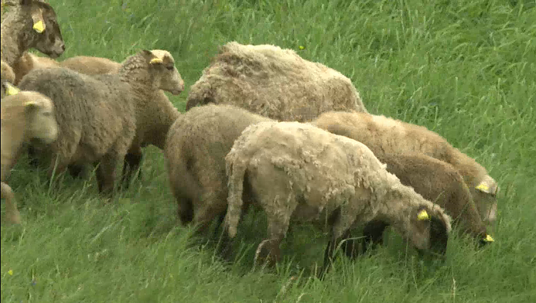 Draustinyje natūralią pievą atkurs šienaujančios avys ir ožkos, pasigrožėti gyvūnais teks tyloje
