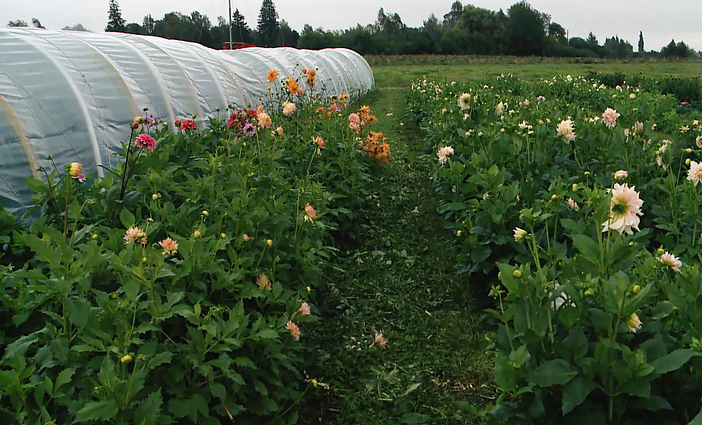Viešnagė Angelinos ir Dainiaus Kurauskų skintų gėlių ūkyje