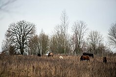 „Arklių slėnis“