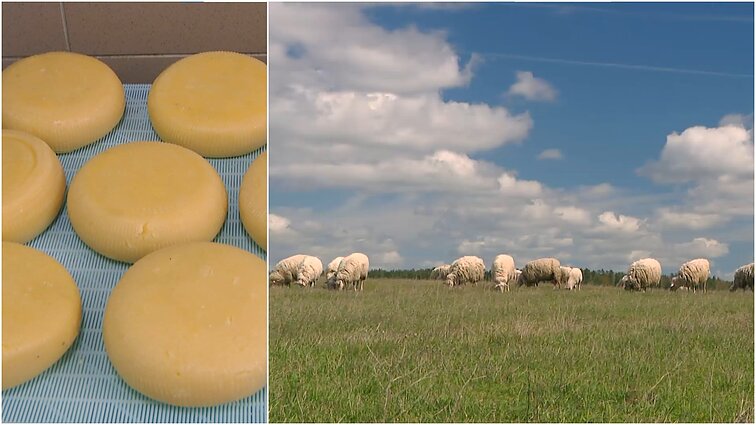 Motociklus išmainė į ramybę: iš sostinės į Dzūkiją išsikėlusi šeima ėmė savo rankomis gaminti avių sūrius