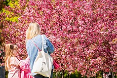 VU botanikos sodas Kairėnuose