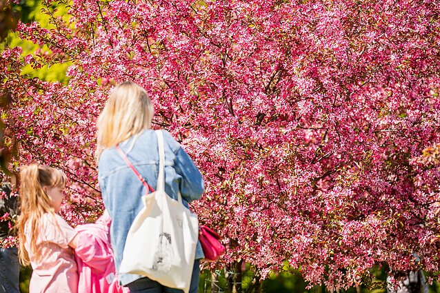 VU botanikos sodas Kairėnuose