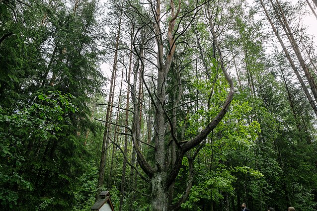 Atgimusi gamta ir pušų „žydėjimas“: kodėl joms šis terminas negalimas?