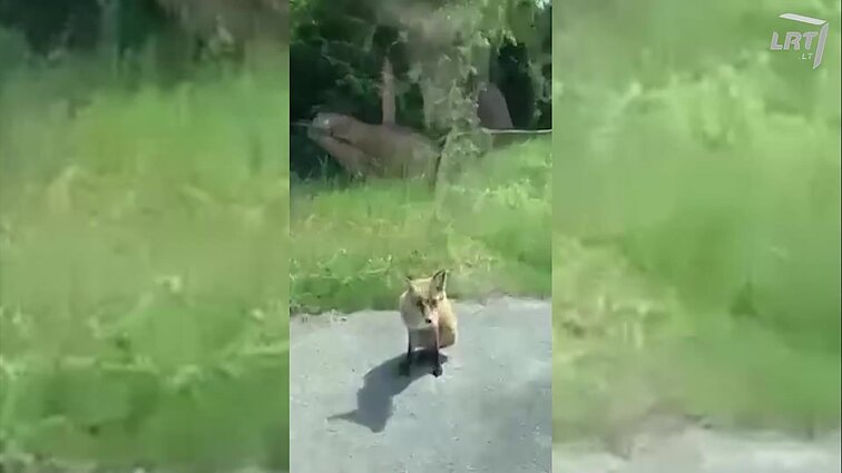 Įspėjo keliaujančius į Nidą – kelyje vairuotojų laukia apsukri lapė