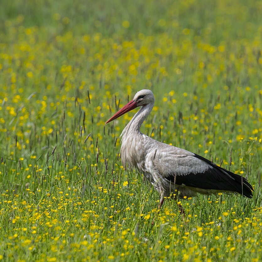 S.Paltanavičius, Vasara pievoje