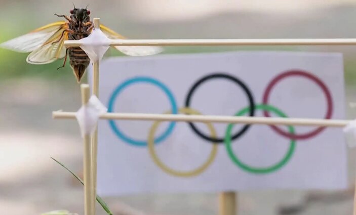 Vabzdžių olimpiada: miniatiūrose fotografuojasi cikados