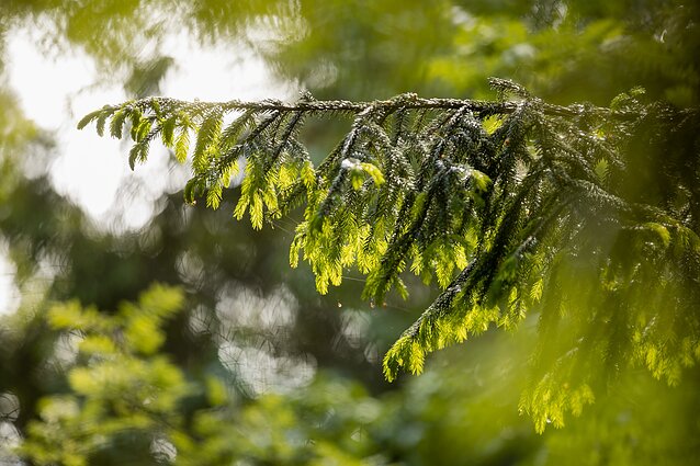Woodland (associative image)