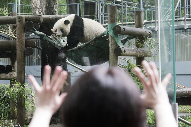 Panda Tokijo zoologijos sode