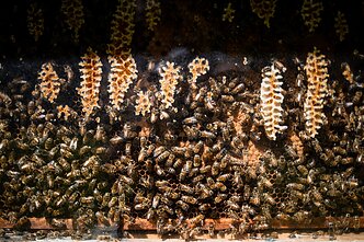 Bitės, asociatyvi nuotr.