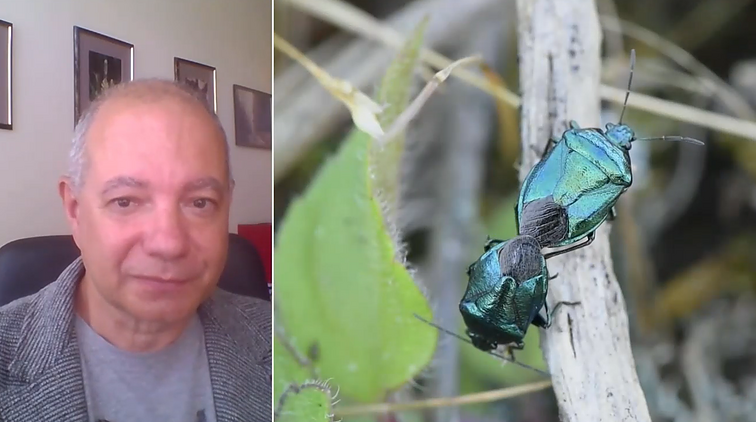 Unikalus vabzdžių gyvenimas gamtoje – žolėse karaliauja nimfos
