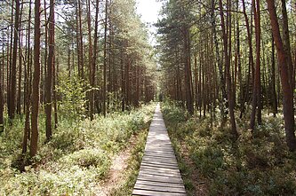 Varnikų takas