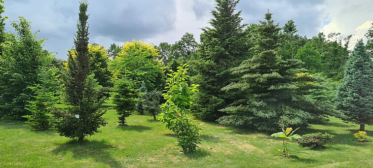 Atnaujintas arboretumas