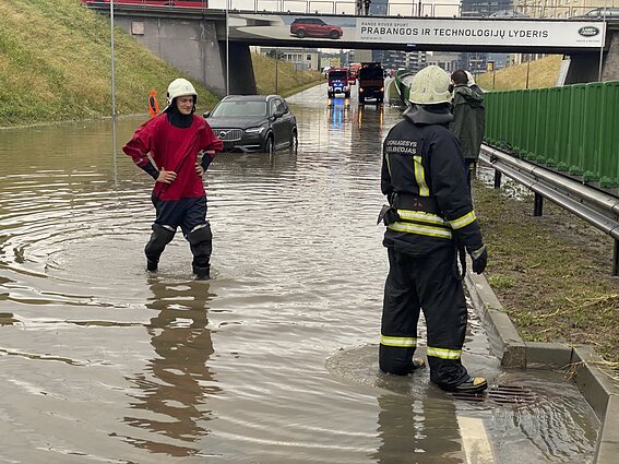 Liūtis Vilniuje Liūtis Vilniuje