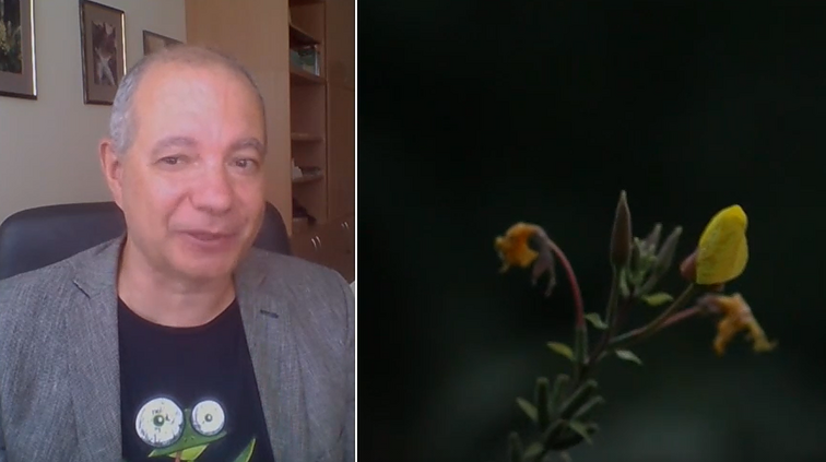 Naktinis gyvenimas gamtoje – lankytojų laukiantys naktiniai žiedai, kuriuos galime pamatyti tik keliais paros laikais