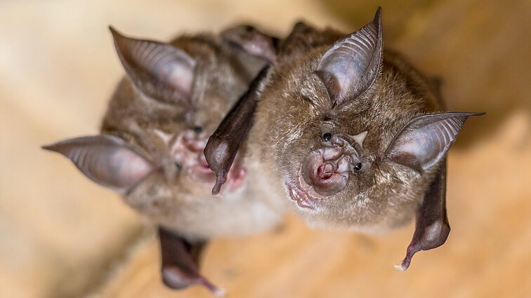 Įdomiosios atostogos. Iš Tauragės – miesto pilies istorija, gyva pažintis su šikšnosparniais ir per dainą gamtai prapliupęs lietus