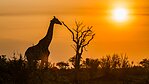 Afrika
