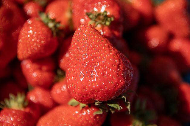 Darbymetis uogų augintojams – derlius toks didelis, kad dalies nespėjama nuimti