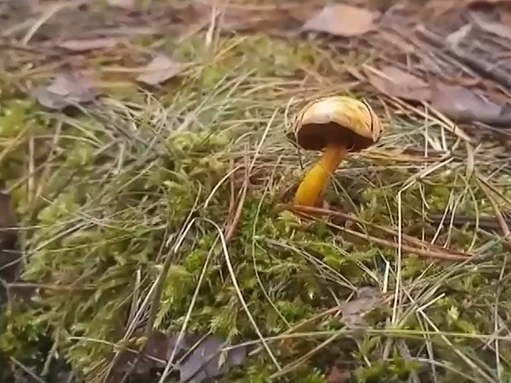 Gamtininkas ragina racioną paįvairinti prieskoniniais grybais: atstos ir česnakus, ir pipirus