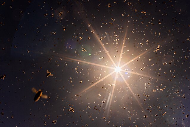 Bitės. Asociatyvi nuotr.