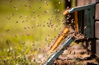 Bitės, asociatyvi nuotr.