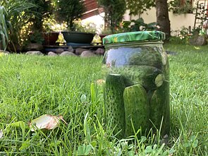 Rauginti agurkai pagal Renatą Šniolienę Rauginti agurkai pagal Renatą Šniolienę