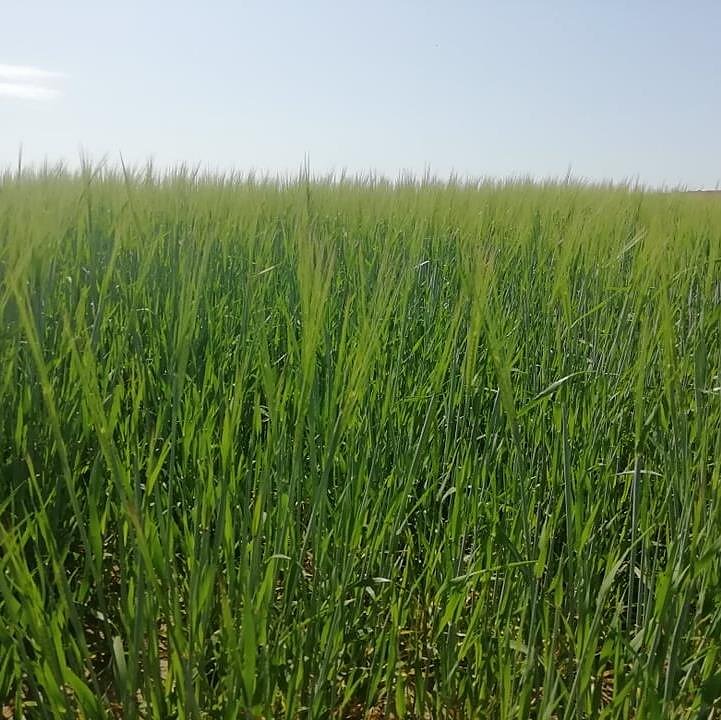 Rūta Katkevičienė, Javų laukas