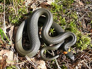 Geltonskruostis žaltys