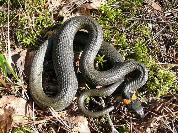 Geltonskruostis žaltys