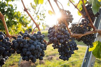 Vynuogės
