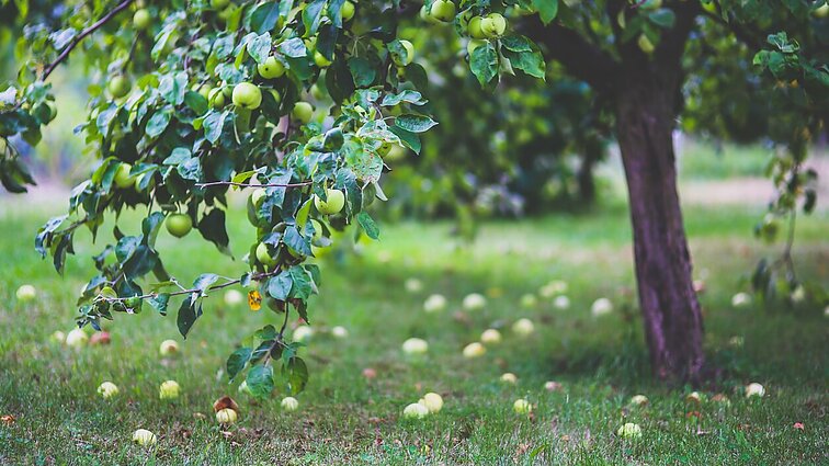 Sodininkas: neskubėkite naikinti senelių palikto obelų sodo