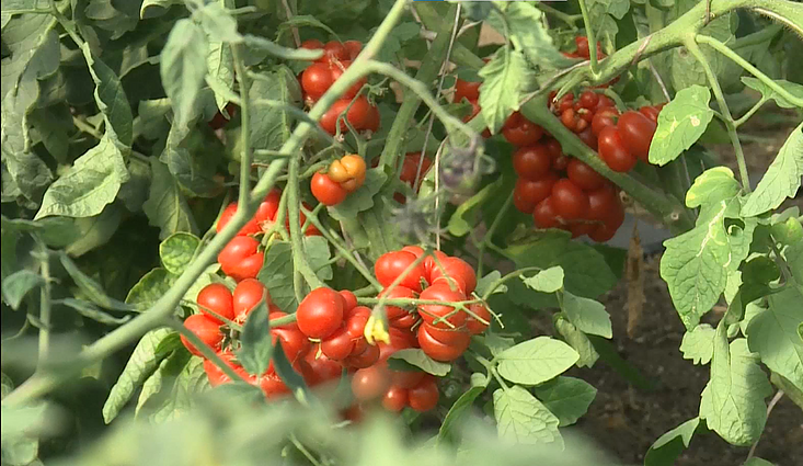Pomidorais susižavėjusi ūkininkė džiaugiasi gausiu derliumi: kolekcijoje – 240 veislių