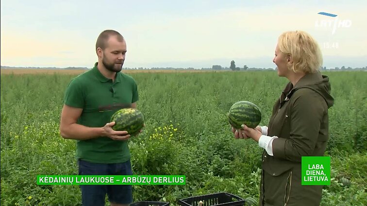 Egzotiškieji vaisiai ir Lietuvoje: Kėdainių laukuose – arbūzų derlius
