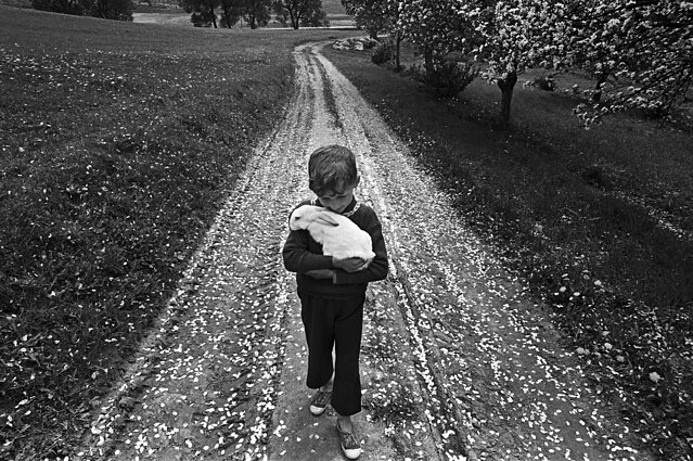 Romualdas Rakauskas, iš ciklo „Žydėjimas“ (1974–1984)