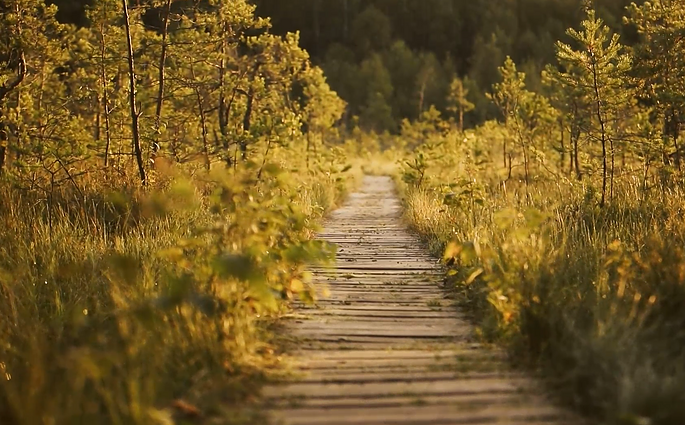 Virtualus pasivaikščiojimas po Varnikų pažintinį taką